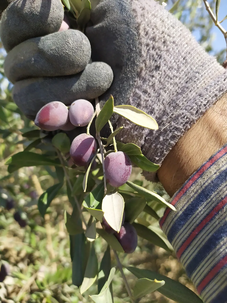 Olive harvest in the West Bank
